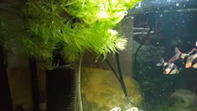 Домашний аквариум 50 л. - Суматранские барбусы и сомик Анцитрус смотреть онлайн