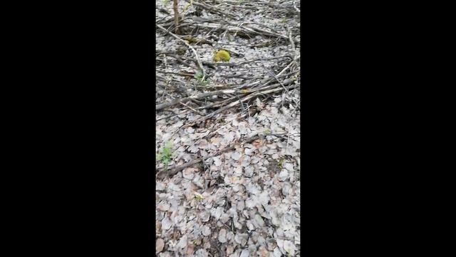 СМОРЧКИ . СМОРЧКОВАЯ ШАПОЧКА смотреть онлайн