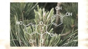 Хвойный квас на медной воде - сибирский рецепт здоровья и долголетия