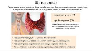 4.2 Эндокринная система - железы (8 класс) - биология, подготовка к ЕГЭ и ОГЭ 2017