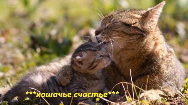 Просто хорошо...! (Поль Мориа).wmv смотреть онлайн