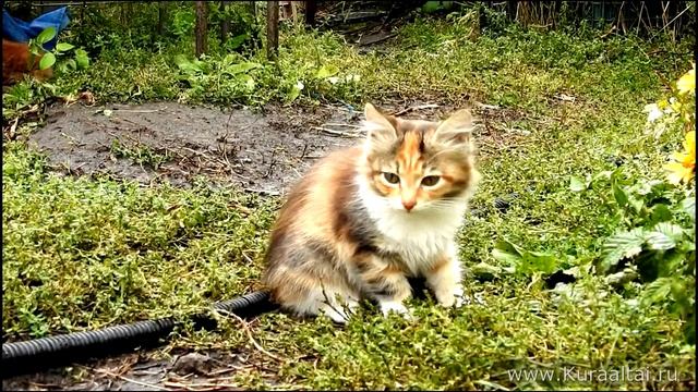 Hail rain weather ГРАД Сентябрь и июнь Koshlandia, Siberian farm cats смотреть онлайн