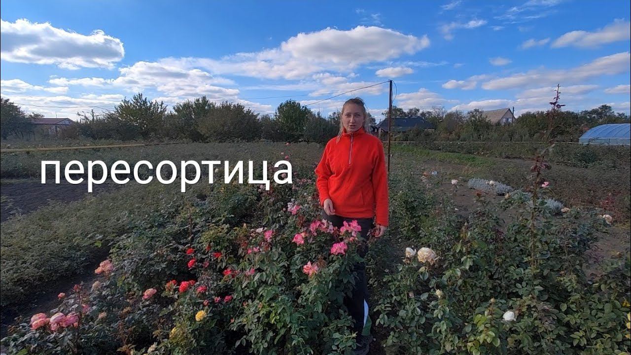 Пересортица! Как с ней бороться? Рассказываем на наших саженцах роз питомника растений rosebushes.ru смотреть онлайн