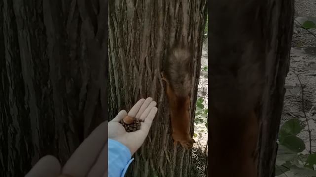 Белочка ?️ в Нескучном саду ??? (Парк Горького, Москва) кушает орешки) | Squirrel eats nuts | # 73 смотреть онлайн