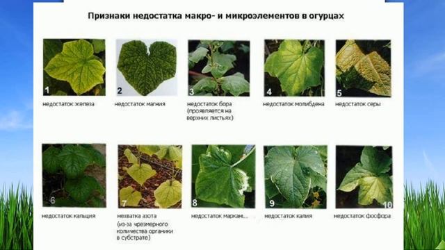 Подкормки для огурцов. Как определить по листьям, чего не хватает огурцам? смотреть онлайн