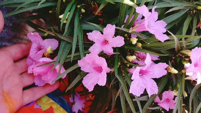 How To Take Care Mexican Petunia In Summer Mexican Petonia Ki Dekhbhal Kaise Karen Garmiyon Main