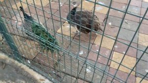 Популярный ОТЕЛЬ в Турции ЛОНИСЕРА Ворлд Резорт СПА 5 ЗВЕЗД Все включено | Аланья 2022 Часть 2