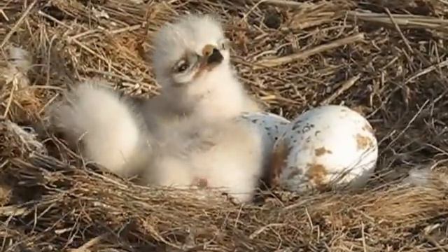 Птенцы курганника смотреть онлайн