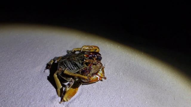 Rock Crabs mating @ Maldives смотреть онлайн