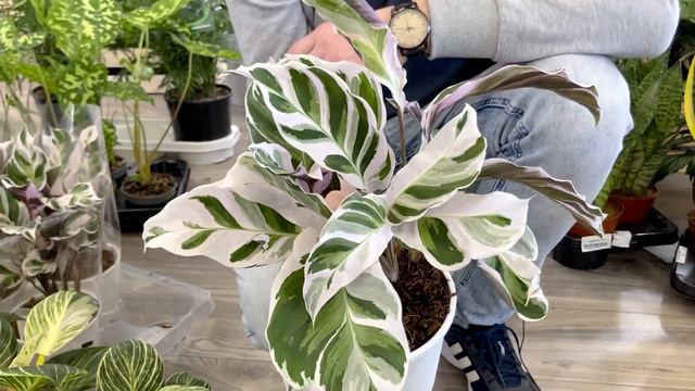 Dostawa pełna perełek Alokazja Hilo Beauty czy Monstera Pinnatipartita lub Kalatea White Fusion. смотреть онлайн