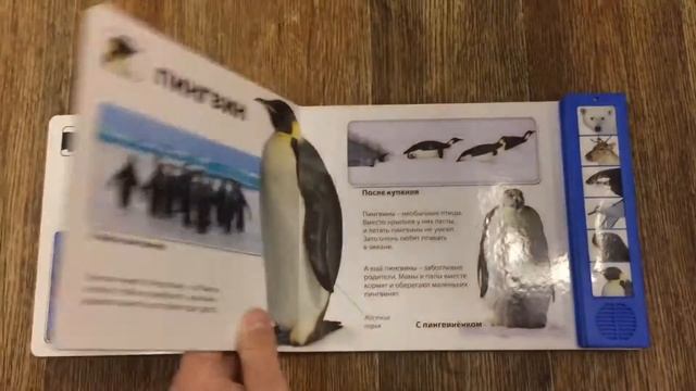 Звуки животных,животные полюсов,моя первая библиотека смотреть онлайн