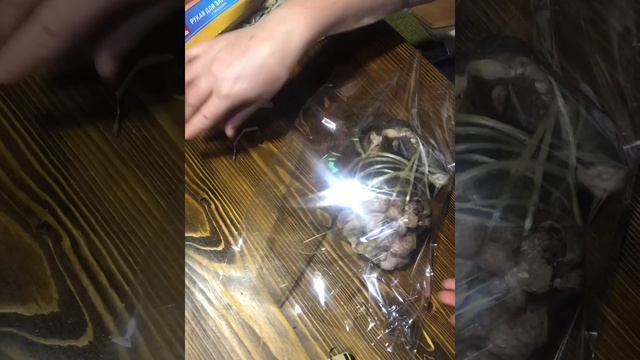 Лосиная губа //рулет из лосиной губы //мясо лося //лосиная голова // мясной деликатес смотреть онлайн