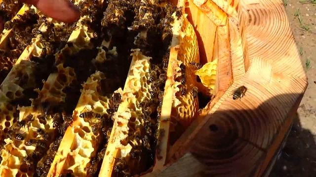 Вопрос к моим подписчикам, больным вирусом пчеловодства смотреть онлайн