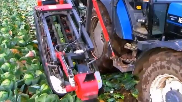 How to Harvest Cabbage?- Cabbage Harvesting Technique - Cabbage Harvesting Machine Farm Works смотреть онлайн