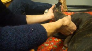 004 массаж задних конечностей у собаки