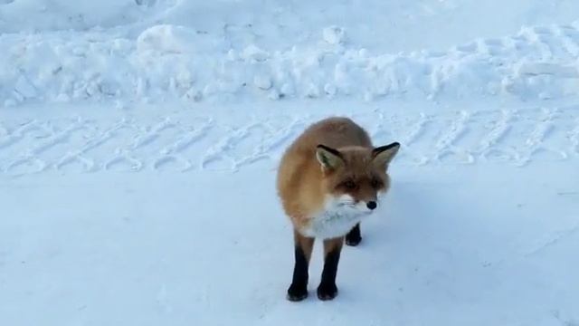 Лиса на прогулке смотреть онлайн