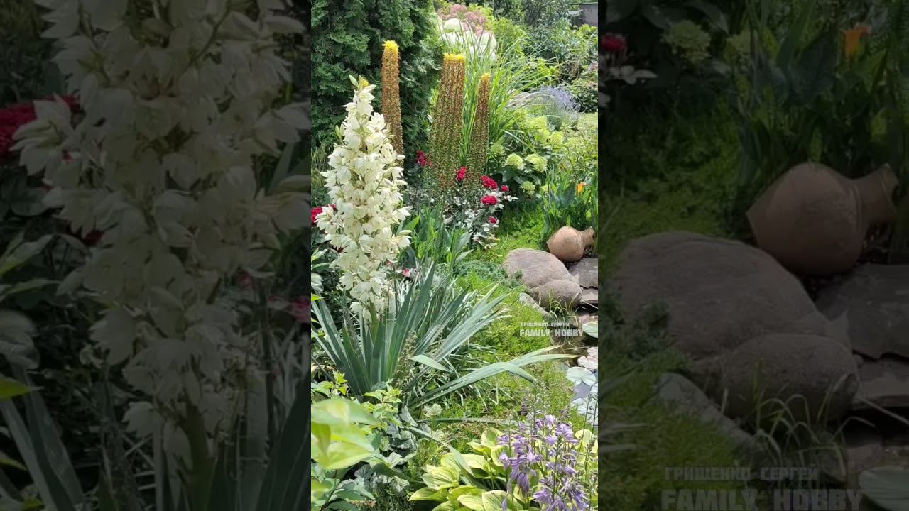 6 июля в нашем саду #гортензиякрупнолистная # смотреть онлайн