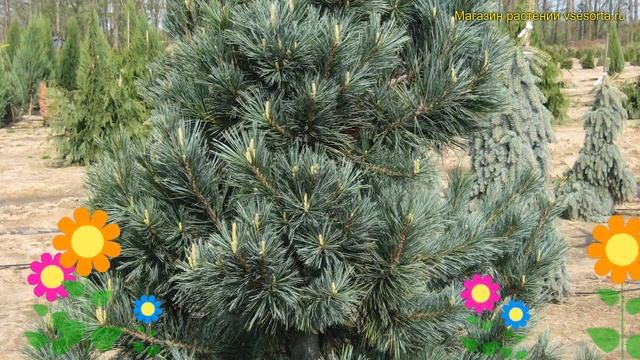 Сосна гибкая Вандервольф;с Пирамид. Краткий обзор, описание Pinus Flexilis Vanderwolf`s Pyramid