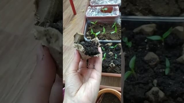 Перец Атлант. Удобная пересадка. Яичные ячейки смотреть онлайн