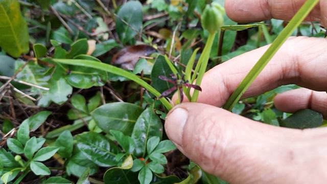 Grass lily-Iphigenia indica,probably смотреть онлайн