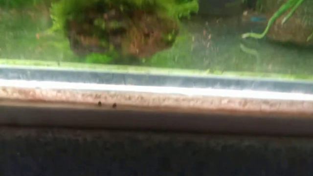 Аквариумные растения. смотреть онлайн