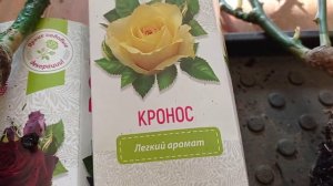 Обзор роз из коробок "Русский огород"