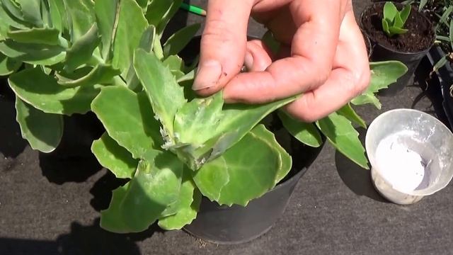 chaine tv de Jardinage: Sédum spectabile: Comment Bouturer: (Orpin d'automne) : Plante vivace смотреть онлайн