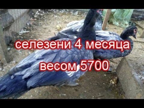 Мускусные селезни 4 месяца весом 5700 смотреть онлайн