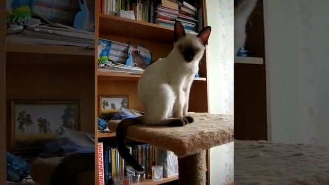 Тайский котёнок кошечка в объятиях Морфея! Тайские кошки - это чудо! Funny Cats смотреть онлайн