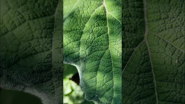 гортензия шершавая макрофилла #ноябрь Татарстан смотреть онлайн