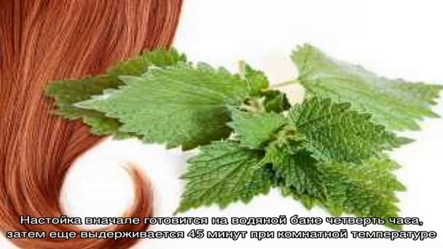 Крапива от выпадения волос: полезные рецепты отваров для ополаскивания смотреть онлайн