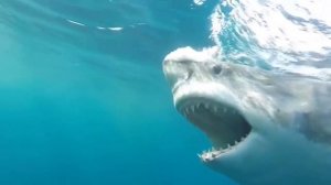 10 Доказательств, Что Акула Мегалодон всё еще Существует!.mp4