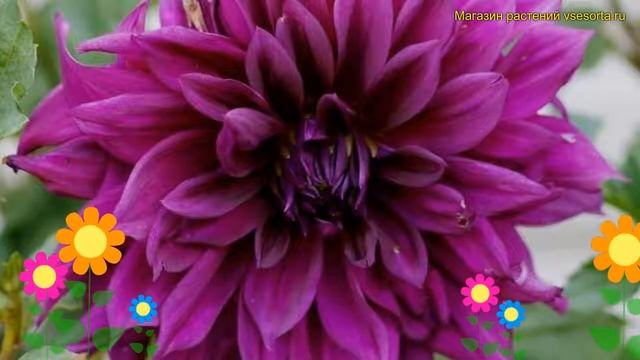 Георгина махровая Томас А. Эдисон. Краткий обзор, описание Dáhlia Variabilis Thomas A Edison