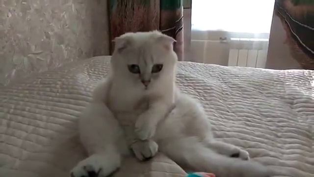 Кошка лапкой морду умывает – гостей намывает :) смотреть онлайн
