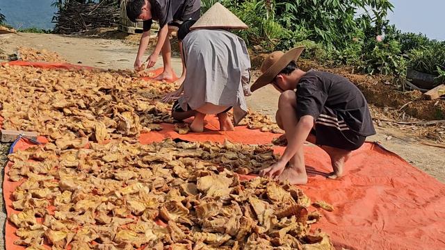 How To Harvest Bamboo Shoots.  The Process Of Drying Bamboo Shoots For Sale To The Market. (Ep 193)