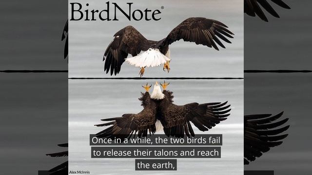 Bald Eagles' Daredevil Cartwheel Flight смотреть онлайн