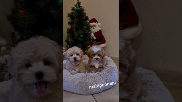 плюшевые мимимишки - щенки мальтипу к Новому Году 2023 год..🌲🤩👌🌟🌟 www.maltipoomini.ru смотреть онлайн