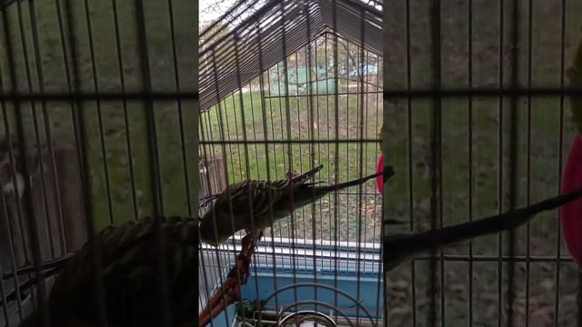 волнистый попугай, Стеша. учим говорить и играть. смотреть онлайн