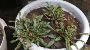 Гаура- как правильно сохранить зимой.