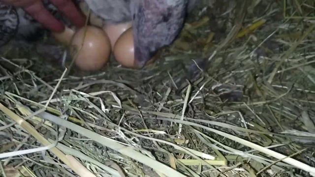 Цыплята уже вывелись. Индюшата начинают... смотреть онлайн