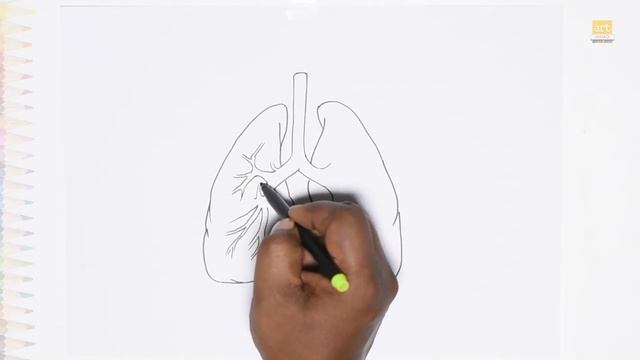 The Mysterious Human Body | How to draw human anatomy Lungs simply | Easy drawing tutorials| #lungs смотреть онлайн