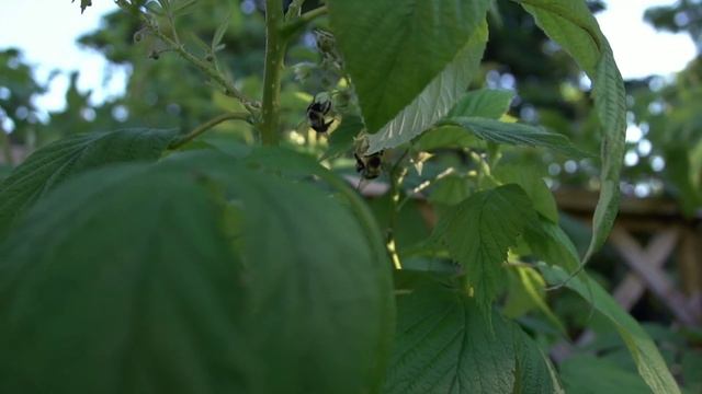 Почему Пчела погибает после того как Жалит а Оса нет смотреть онлайн