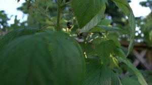 Почему Пчела погибает после того как Жалит а Оса нет