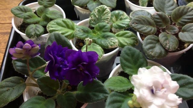 Мини фиалки. Сорт не сорт. Что цветет? смотреть онлайн