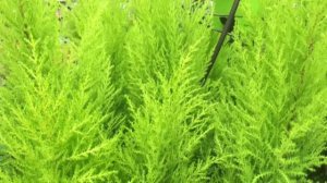 Купрессус - комнатная елочка круглый год