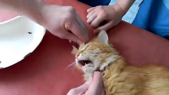 Котэ смотреть онлайн