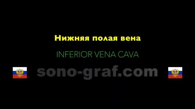 УЗИ - Желчный проток смотреть онлайн