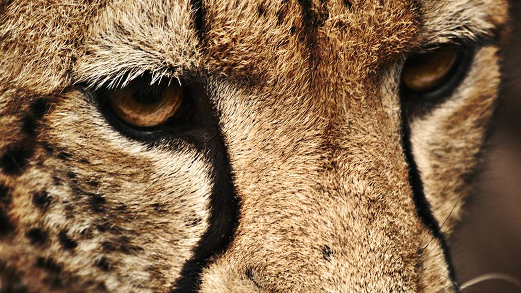 Яваскрипт и Игра в Майнинг