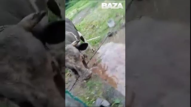 6Разъярённый бык насмерть забодал женщину и ранил мужчину в Курской области. Трёхлетний бык, котор смотреть онлайн