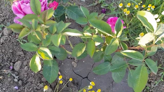 Сорт бордюрной розы ХАЙДИ КЛУМ ( Тантау ) - миниатюрная, неприхотливая, нарядная и яркая 7.06.22 го смотреть онлайн